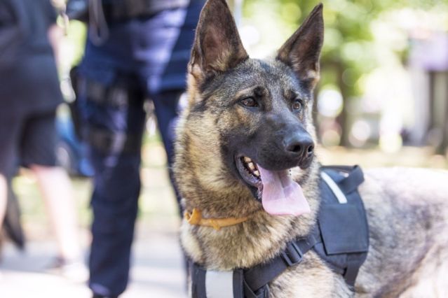 Diese Hunde haben einen guten Riecher für Geld